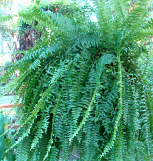 The Boston Fern (Nephrolepis exaltata ‘Bostoniensis’) is commonly grown in hanging baskets. 