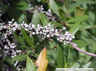 Waxy gray berries of common waxmyrtle (Morella cerifera).
