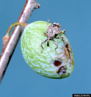 Adult plum curculio (Conotrachelus nenuphar) feeding on immature peach fruit. The crescent-shaped injury is from egg laying.
