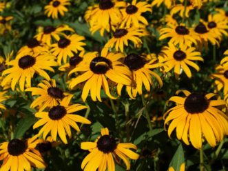 Goldstrum rudbeckia (Rudbeckia fuldiga ‘Goldstrum’) is perennial in zones 4 – 9. 