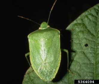 Green stinkbug (Acrosternum hilare) is one of several stink bugs that feed on and distort peach fruit.