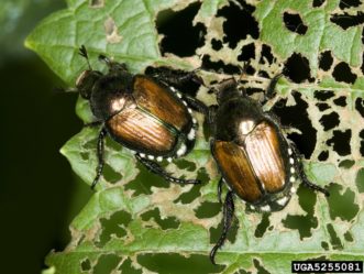 Japanese beetles (Popillia japonica) with characteristic damage of leaf skeletonization.