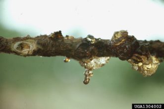 Lesser peachtree borer (Synanthedon pictipes) damage typically occurs on the trunk and scaffold limbs.