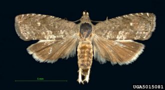 Oriental fruit moth adult (Grapholita molesta) is a small, grayish-brown moth. Eric LaGasa, Plant Protection Division, Washington State Department of Agriculture