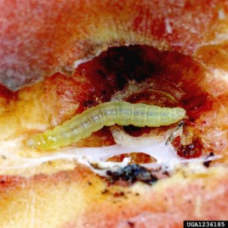 Oriental fruit moth larva (Grapholita molesta) grows to ½- inch long.