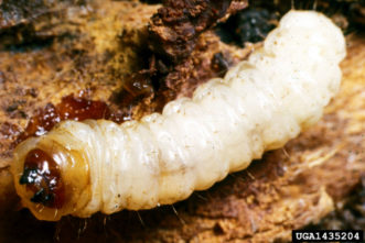 Peachtree borer larva (Synanthedon exitiosa) bore into the base of peach trees.