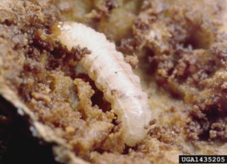 Plum curculio larva (Conotrachelus nenuphar) feeding inside peach fruit.