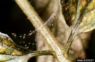 Spider mite (Tetranychus urticae) webbing and plant injury.