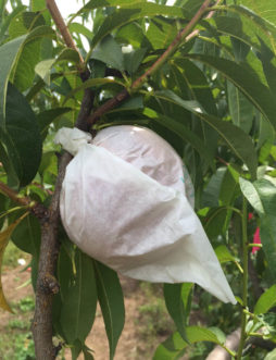 Clemson Fruit Bag developed for the home orchard and hobbyist fruit gardener. Guido Schnabel, © 2015, Clemson University.