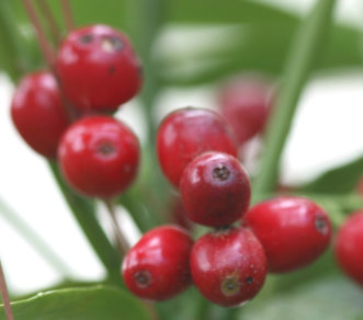 Dark red aucuba (Aucuba japonica) fruit produced in October.