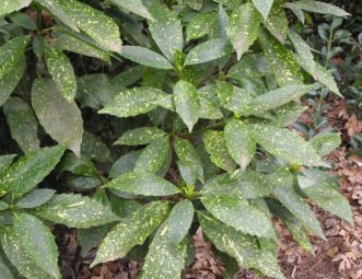 Gold dust aucuba (Aucuba japonica).