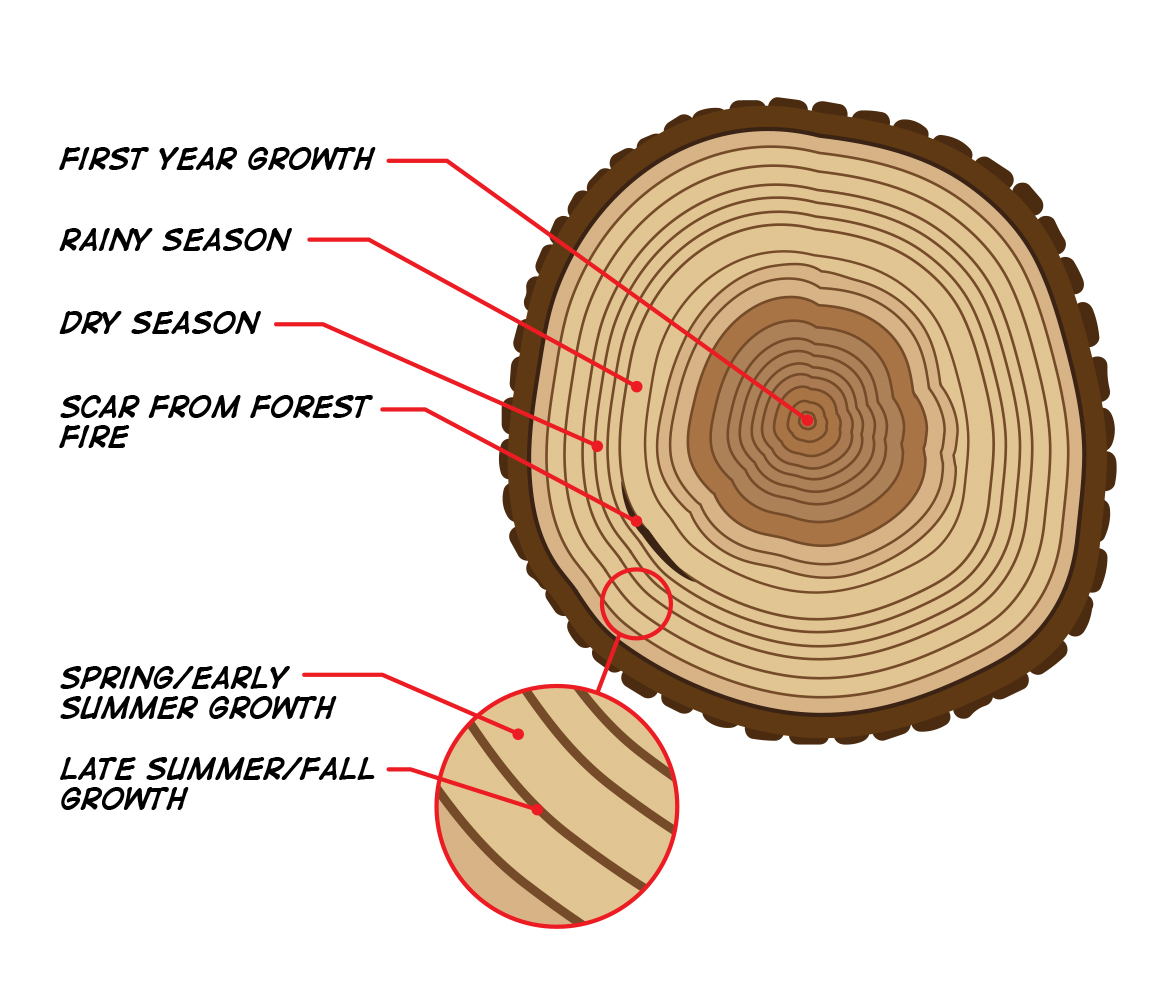 A diagram showing how the colors and widths of tree rings can provide information about past climate.