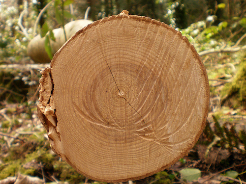 A photograph of the center of a tree that has been cut down.