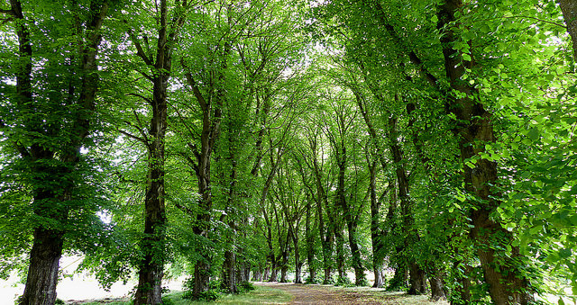 Photograph of trees lining a path.