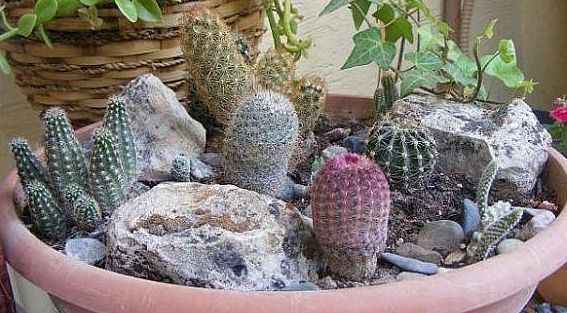 kaktusy sredi kamnej