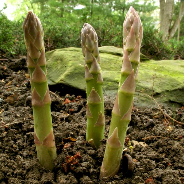 Photo of asparagus growing