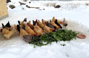 Питание кур несушек зимой