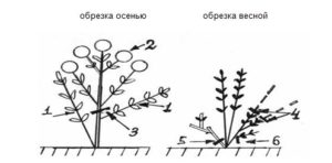 Схема обрезки крупнолистной гортензии весной и осенью