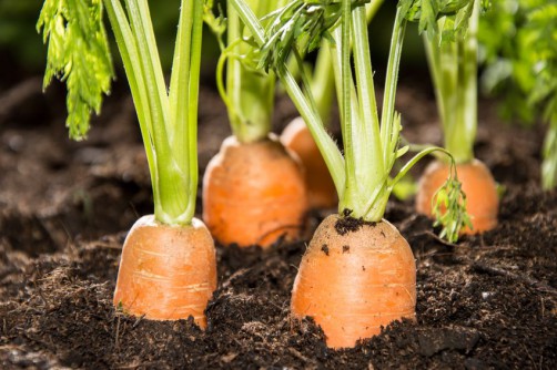 Когда нужно прекратить полив моркови