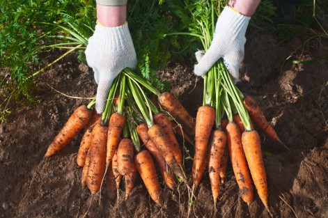 Особенности полива моркови перед сбором урожая 