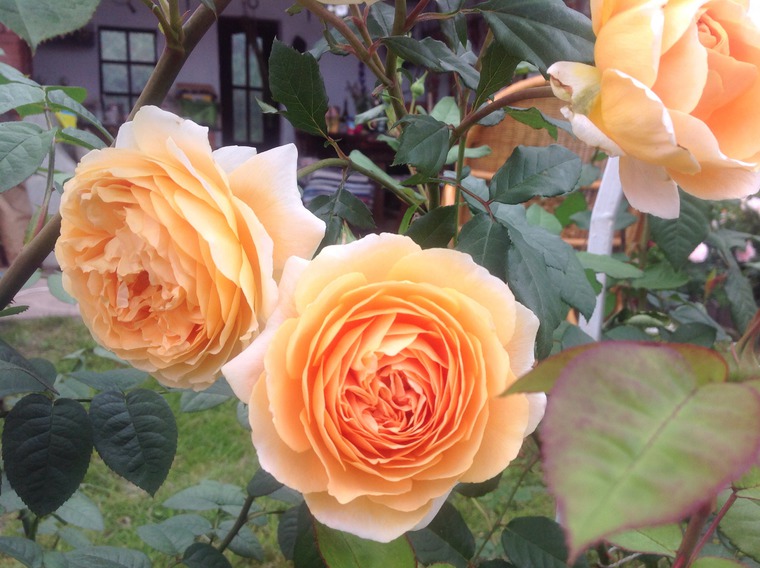 Необыкновенные розы Дэвида Остина, фото № 2