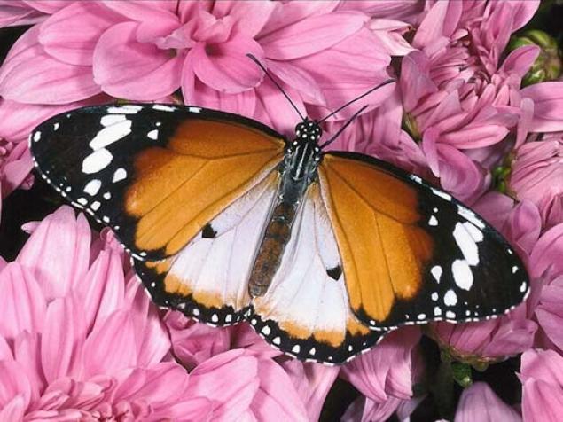 Бабочки — цветы, которые сорвал ветер, фото № 41