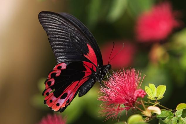 Бабочки — цветы, которые сорвал ветер, фото № 15