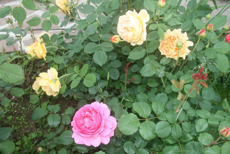 Необыкновенные розы Дэвида Остина, фото № 10