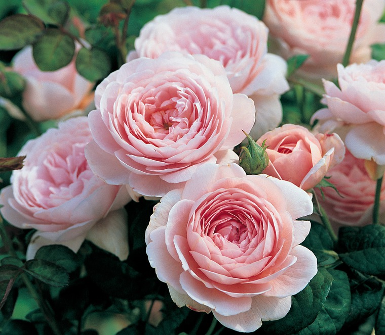 Необыкновенные розы Дэвида Остина, фото № 12