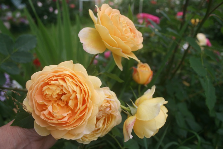 Необыкновенные розы Дэвида Остина, фото № 9