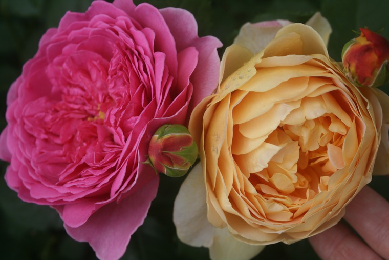 Необыкновенные розы Дэвида Остина, фото № 11