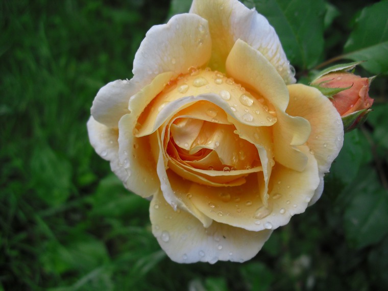Необыкновенные розы Дэвида Остина, фото № 8