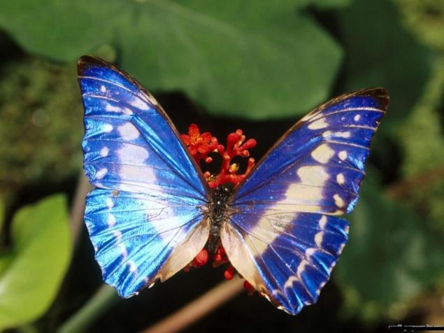 Бабочки — цветы, которые сорвал ветер, фото № 24
