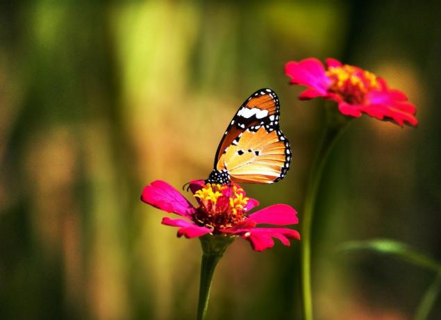 Бабочки — цветы, которые сорвал ветер, фото № 34