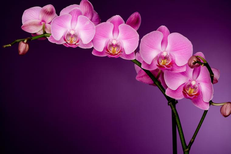 Легенды и мифы о происхождении орхидей, фото № 3