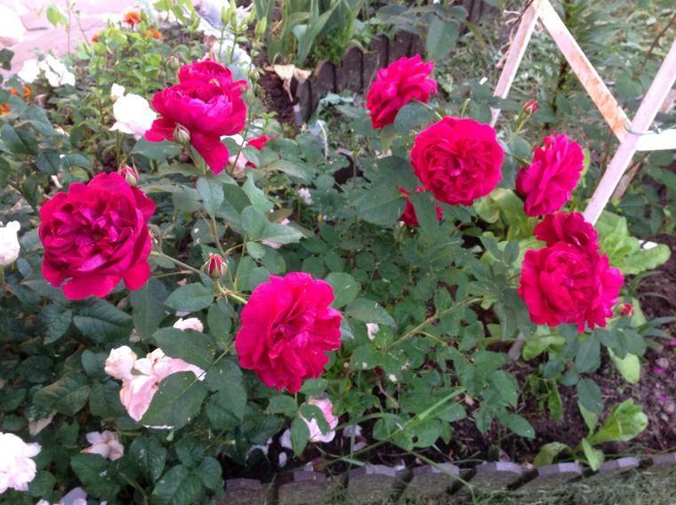 Необыкновенные розы Дэвида Остина, фото № 4