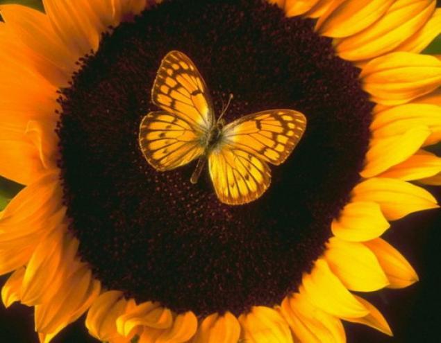 Бабочки — цветы, которые сорвал ветер, фото № 37