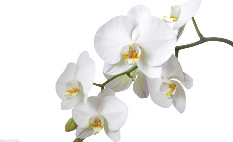 Легенды и мифы о происхождении орхидей, фото № 2