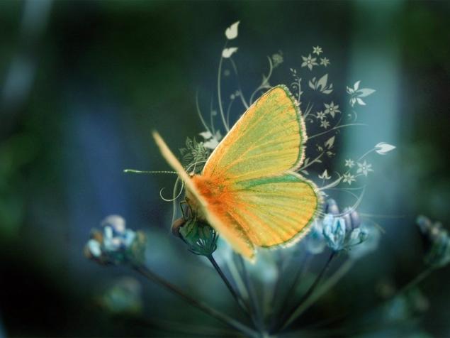 Бабочки — цветы, которые сорвал ветер, фото № 9