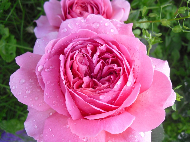 Необыкновенные розы Дэвида Остина, фото № 7