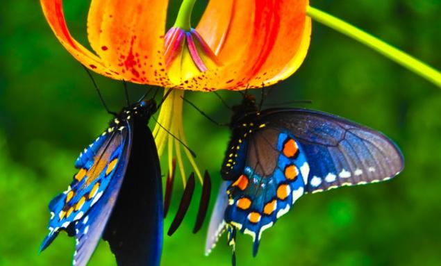 Бабочки — цветы, которые сорвал ветер, фото № 10