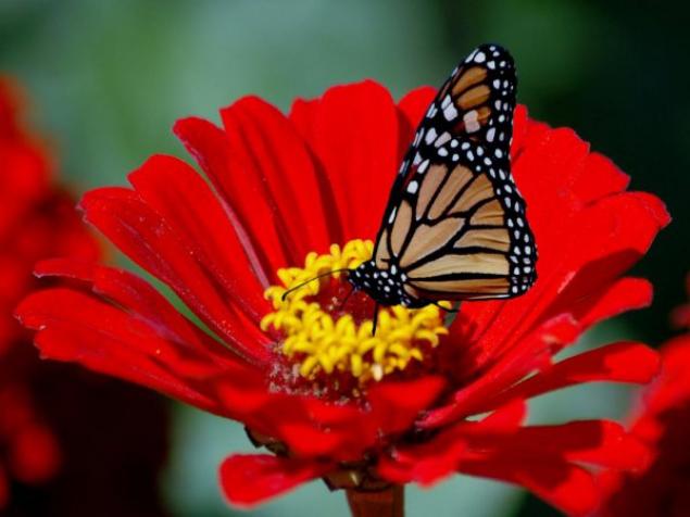 Бабочки — цветы, которые сорвал ветер, фото № 31