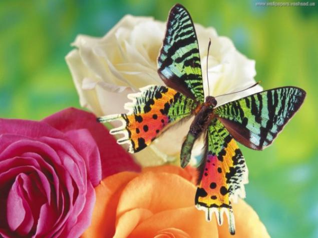 Бабочки — цветы, которые сорвал ветер, фото № 32
