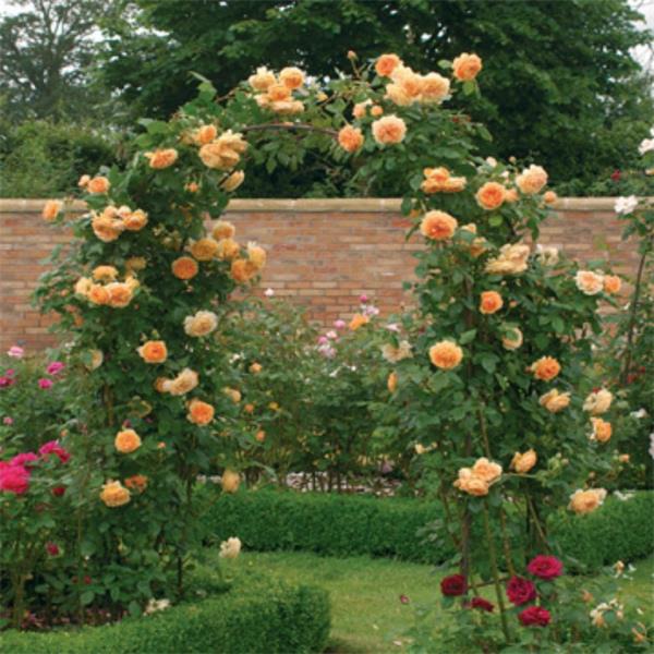 Необыкновенные розы Дэвида Остина, фото № 3