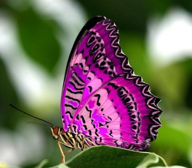 Бабочки — цветы, которые сорвал ветер, фото № 40