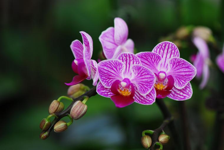 Легенды и мифы о происхождении орхидей, фото № 1