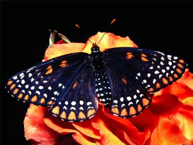 Бабочки — цветы, которые сорвал ветер, фото № 29