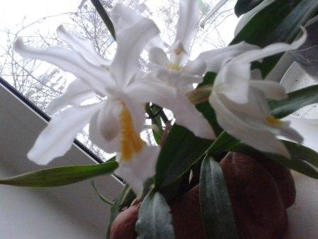 легенда о белой орхидее, фото № 1