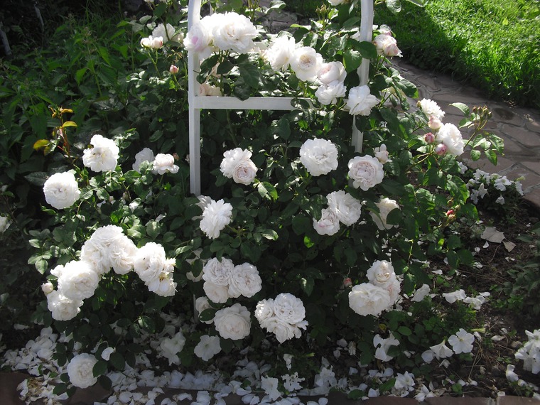 Необыкновенные розы Дэвида Остина, фото № 6