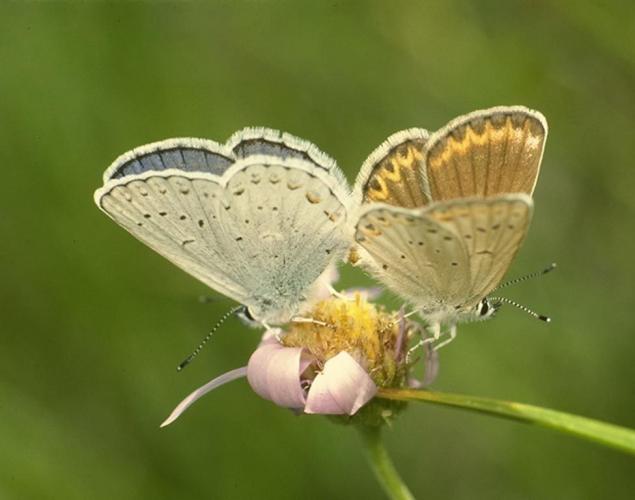 Бабочки — цветы, которые сорвал ветер, фото № 42